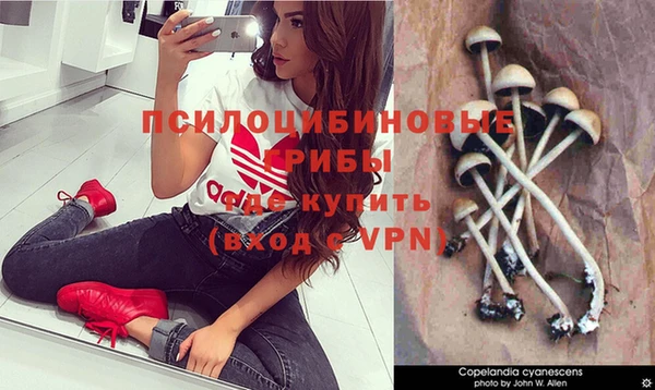 гидра Елизово
